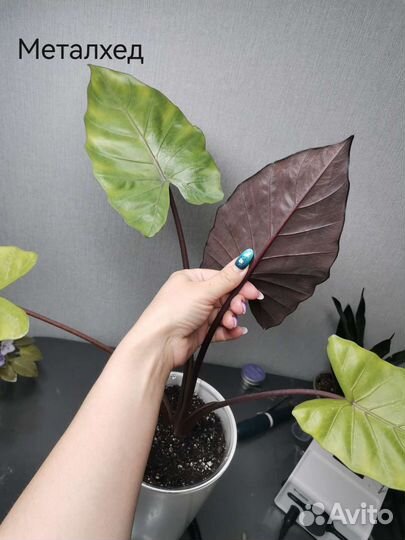 Алоказия Венти, Анторо блэк вельвет,Регал шилд