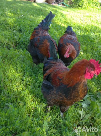 Петухи: Маран черно медный, Билефельдер