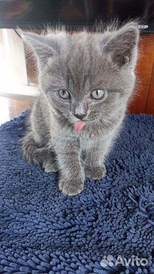 Британские котята