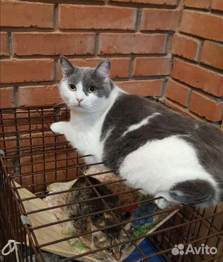 Возьми меня из приюта