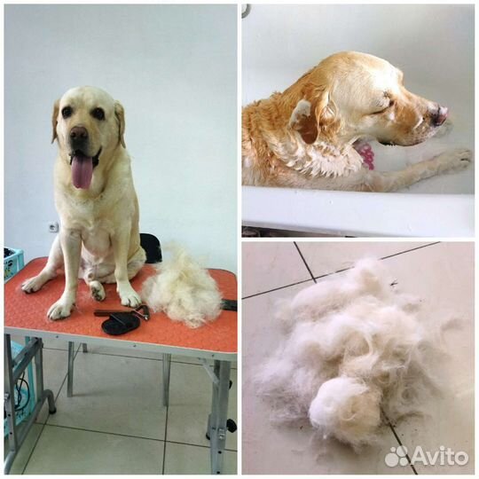 Груминг домашних питомцев