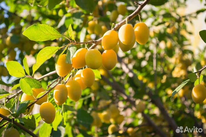 Продаются саженцы высокоурожайной желтой сливы