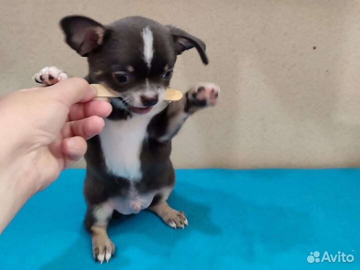 Голубой огонёк