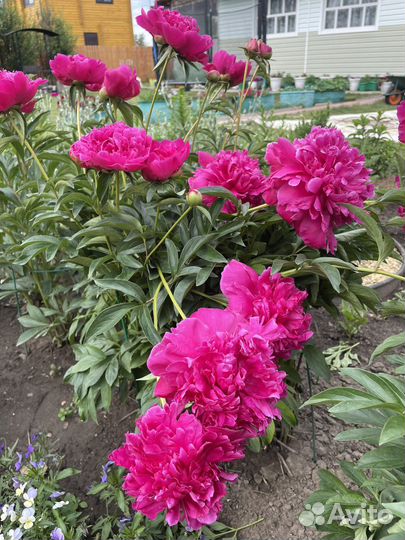 Пион махровый фуксия