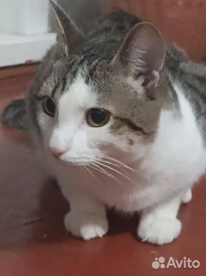 Отдам ласкового котика