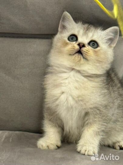 Котята шиншилла
