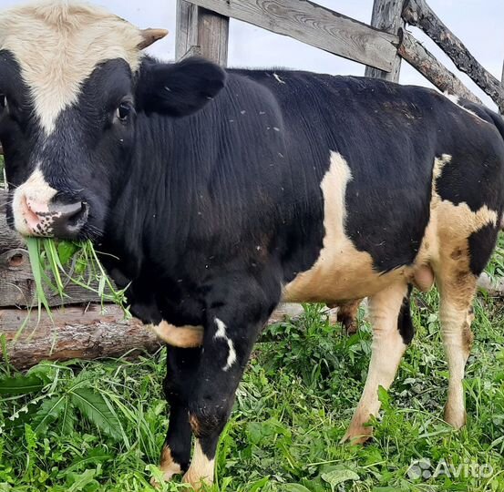 Бык и телка