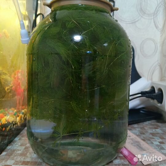 Аквариумные растения