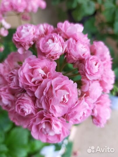 Пеларгония герань