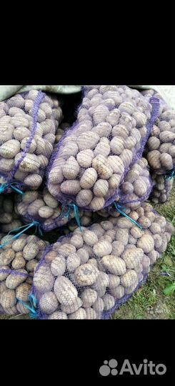 Картофель