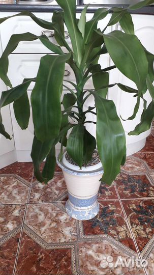 Пальма Драцена, Бегонии