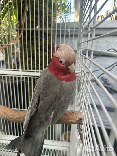 Попугай какаду ручной