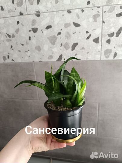 Комнатные цветы