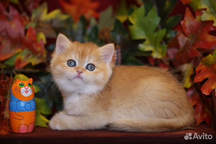 Британская золотая шиншилла