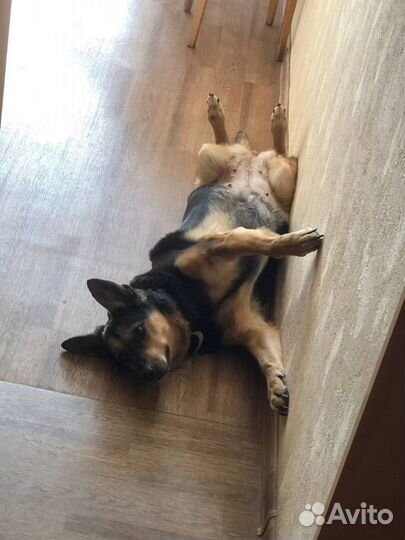 Зооняня, передержка животных