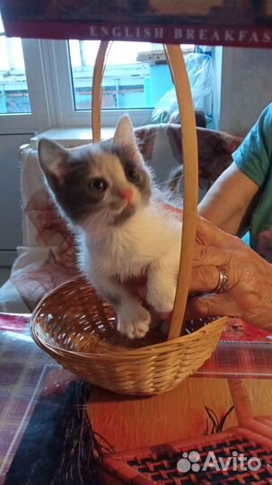 Девочка Ханни 2 мес