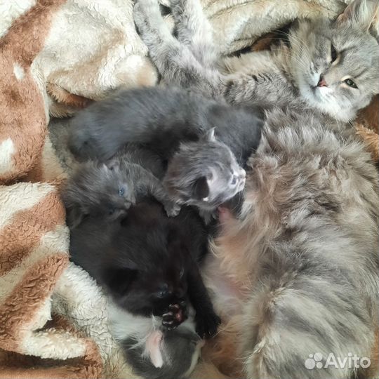 Сибирская кошка