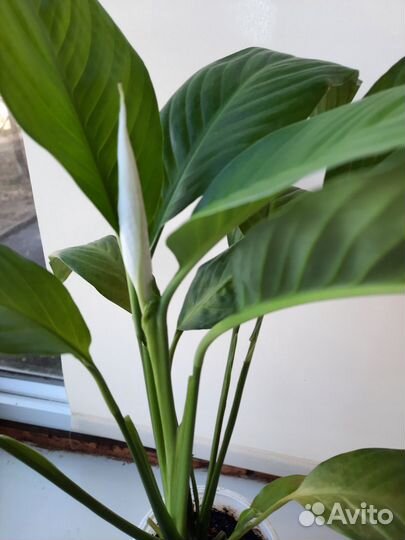 Спатифиллум