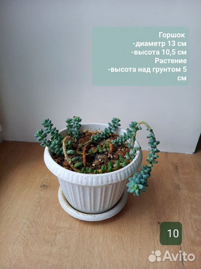 Кактусы и суккуленты