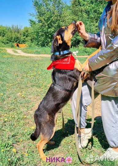 Собака в добрые руки