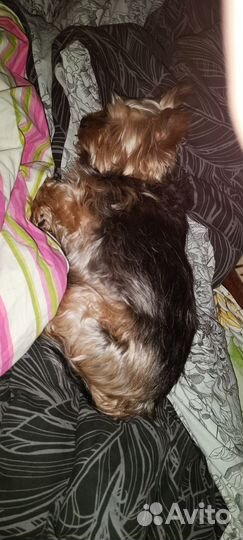 Передержка животных