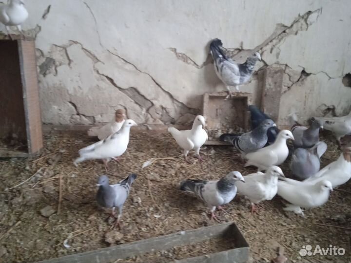 Птица голуби