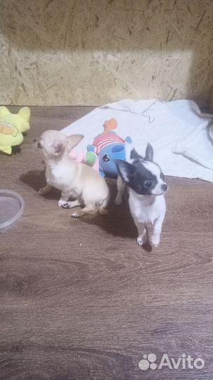 Мальчишки чишки