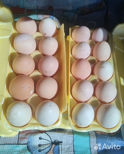 Домашние куриные яйца