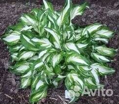 Хоста варигатная