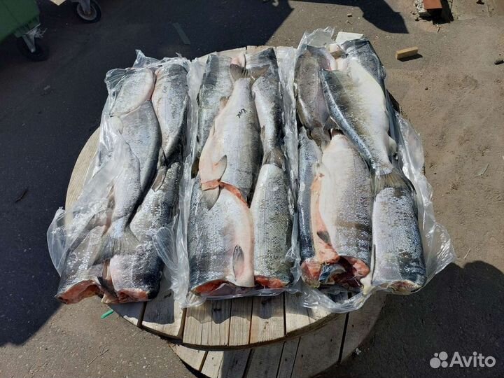 Продаётся Рыба Кета,Нерка,Горбуша,Кижуч