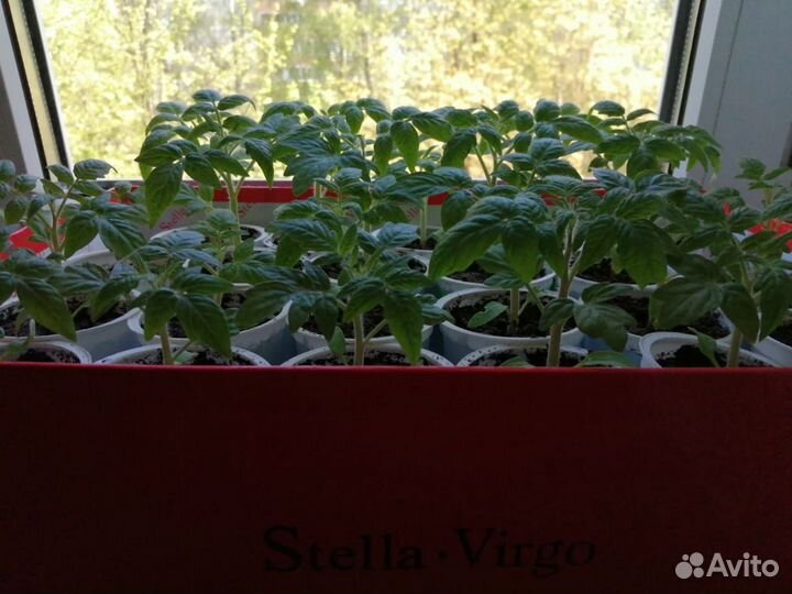 Рассада помидор 