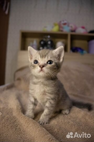 В добрые руки шотландские котята