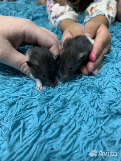 Крысята дамбо