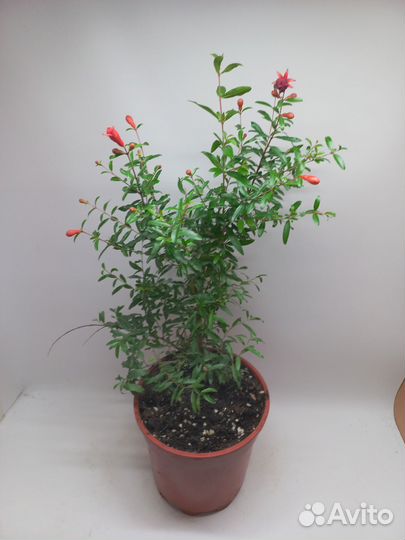 Гранат комнатный