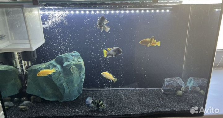 Аквариум 94л со всем содержимым