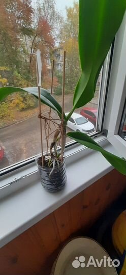 Орхидея каттлея lc. Chyyong Guu Swan Ruby Lip