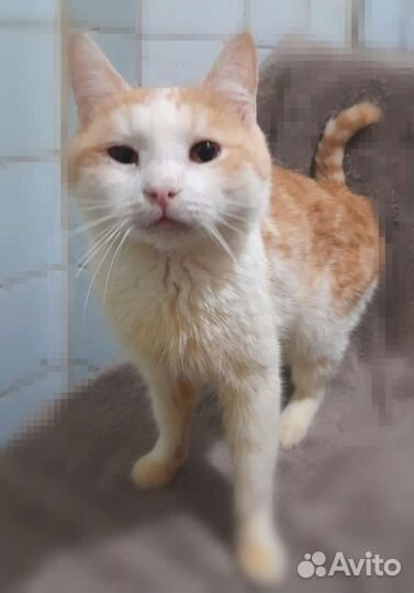 Котик Плюш в добрые руки