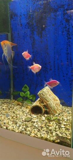 Аквариум с рыбками