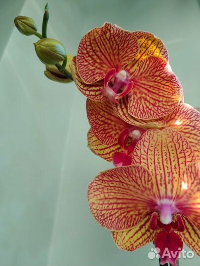 Орхидея фаленопсис KV Beauty