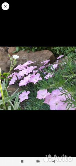 Растения на альпийскую горку семена