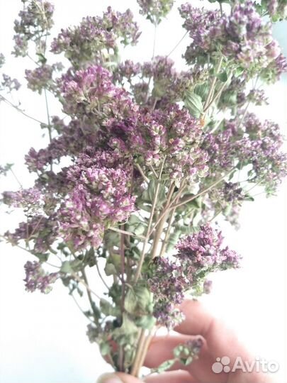 Душица Орегано