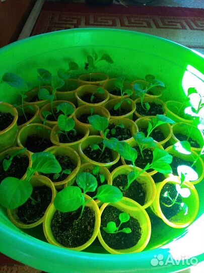 Рассада баклажан