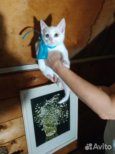 Котенок в добрые руки