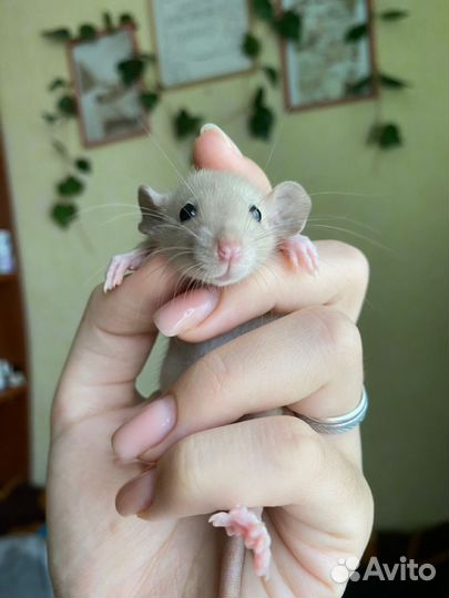 Крыса Дамбо малыши