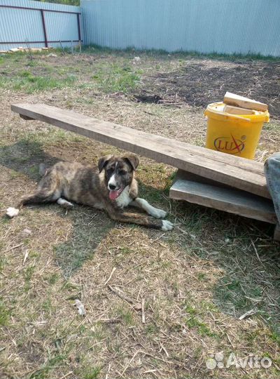 Щенки бесплатно