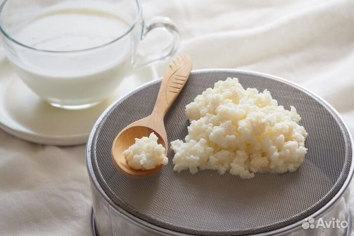 Тибетский (молочный, кефирный) гриб