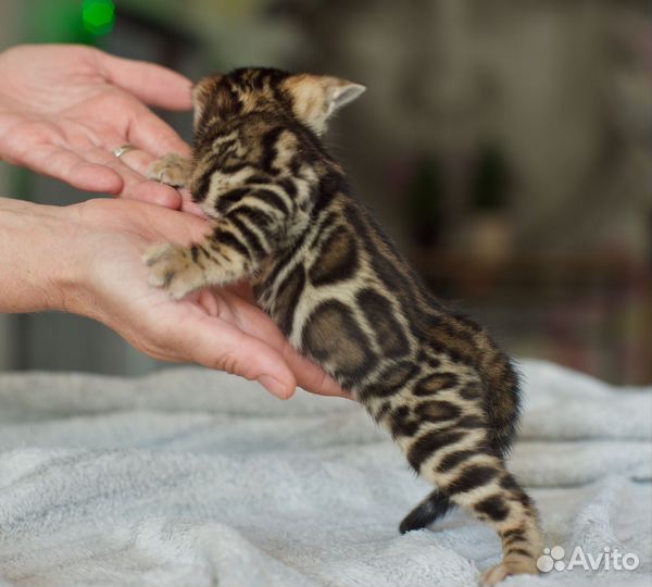 Бенгальский котик