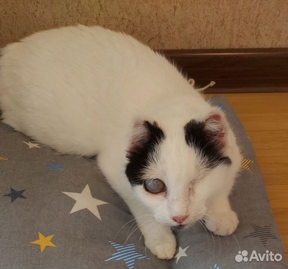 Кошечка в добрые руки