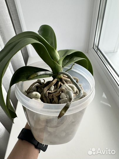 Орхидея Phal. Miki Opera