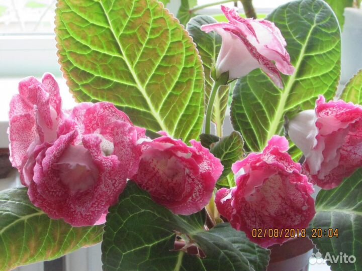 Детки сортовых глоксинии